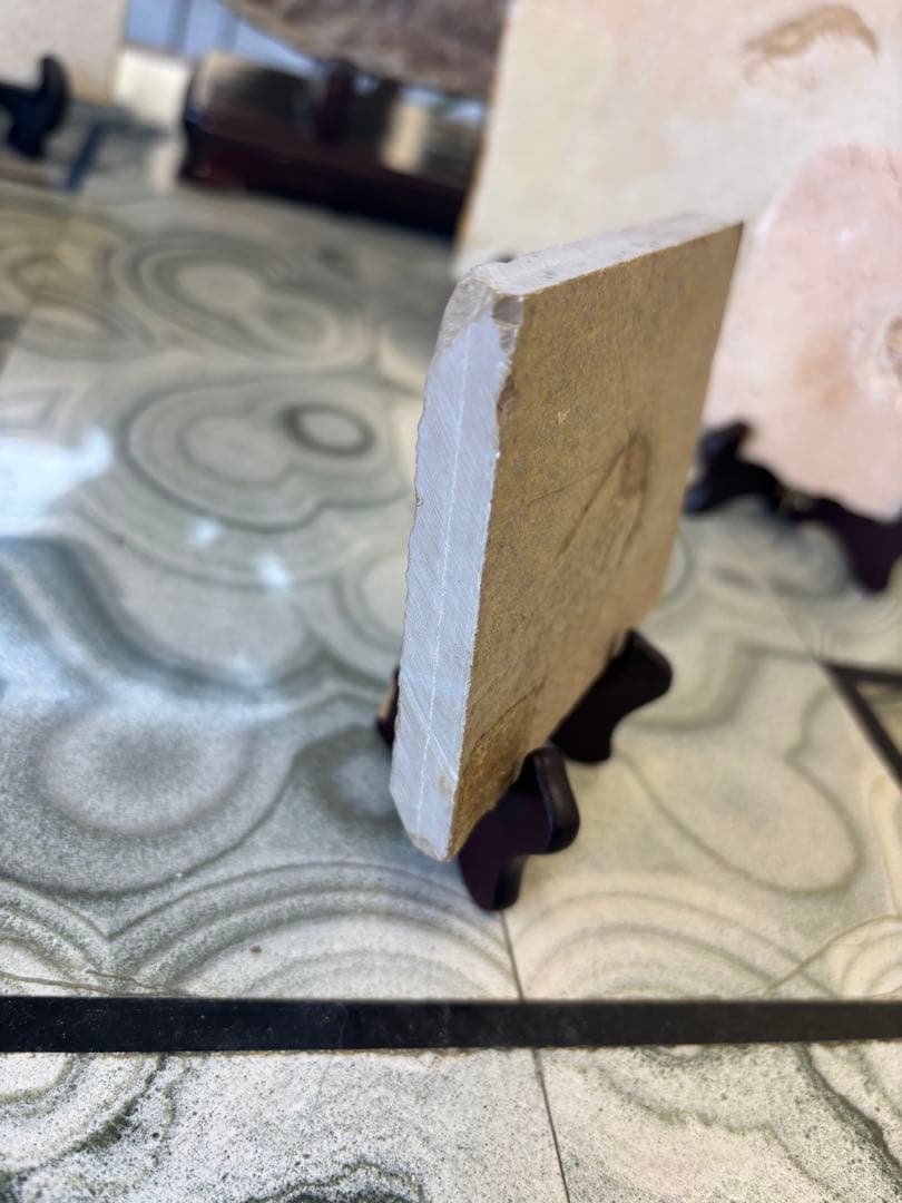 台付　エビ　魚　化石　鉱石　希少　インテリア