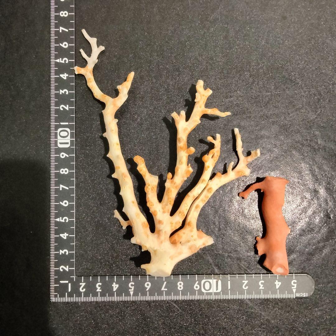 U282-2 天然赤珊瑚 桃珊瑚  高知産珊瑚 総重量43.3g  最高級品珊瑚
