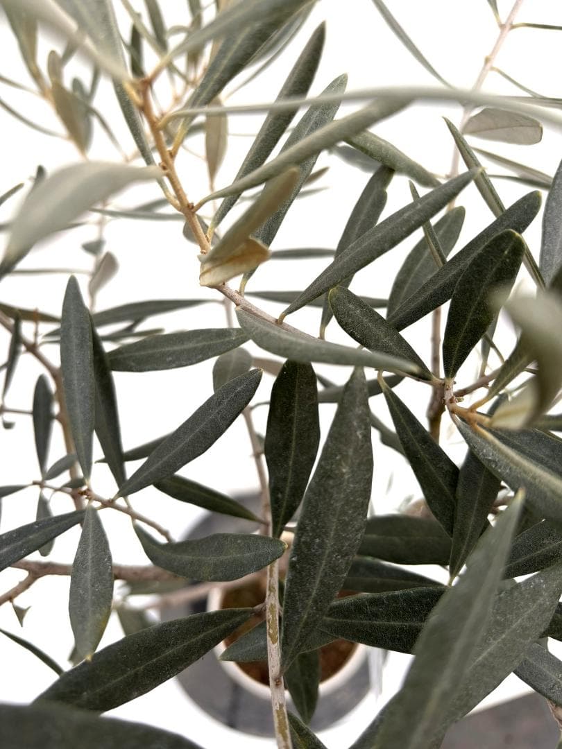 オリーブの木　ブラックイタリアン　7号　約110cm　K-312　希少　現品掲載