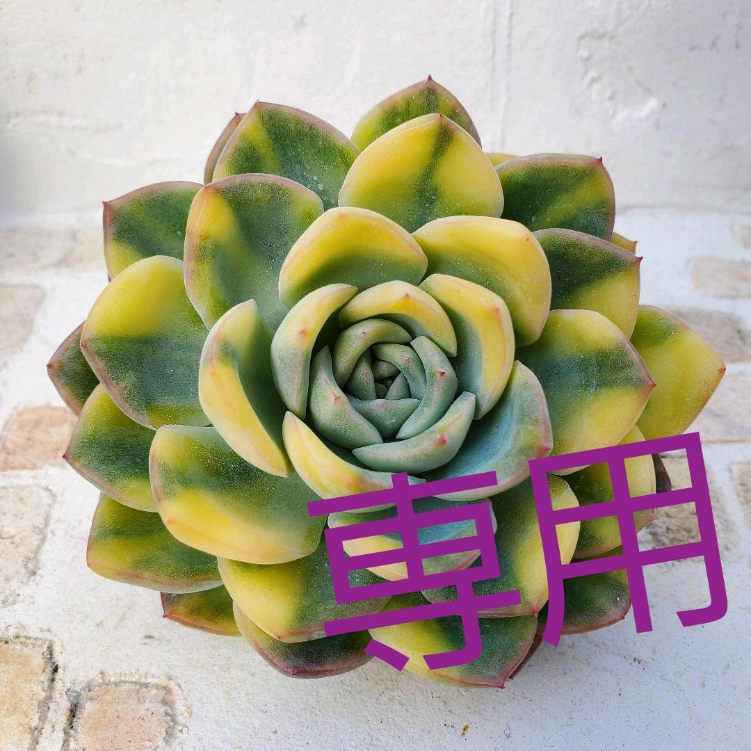 多肉植物・王姫ウォーターリリー錦・極上スペシャル斑