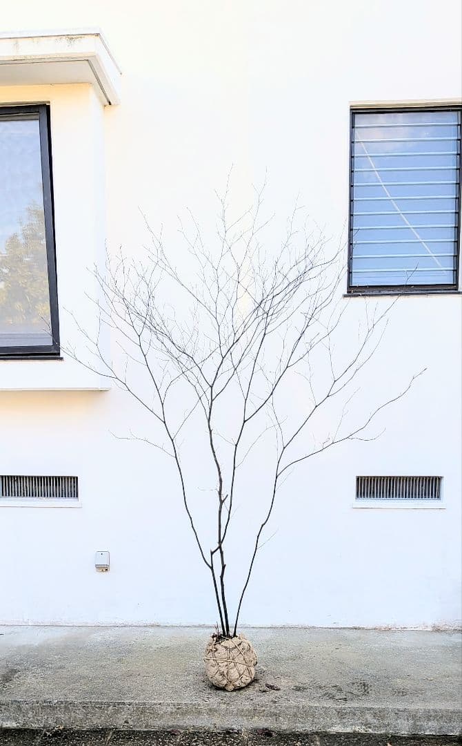 特大株。山採りクロモジ。