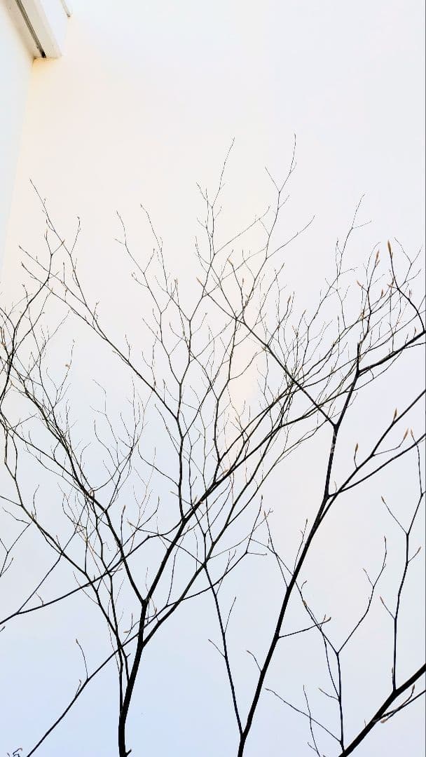 特大株。山採りクロモジ。