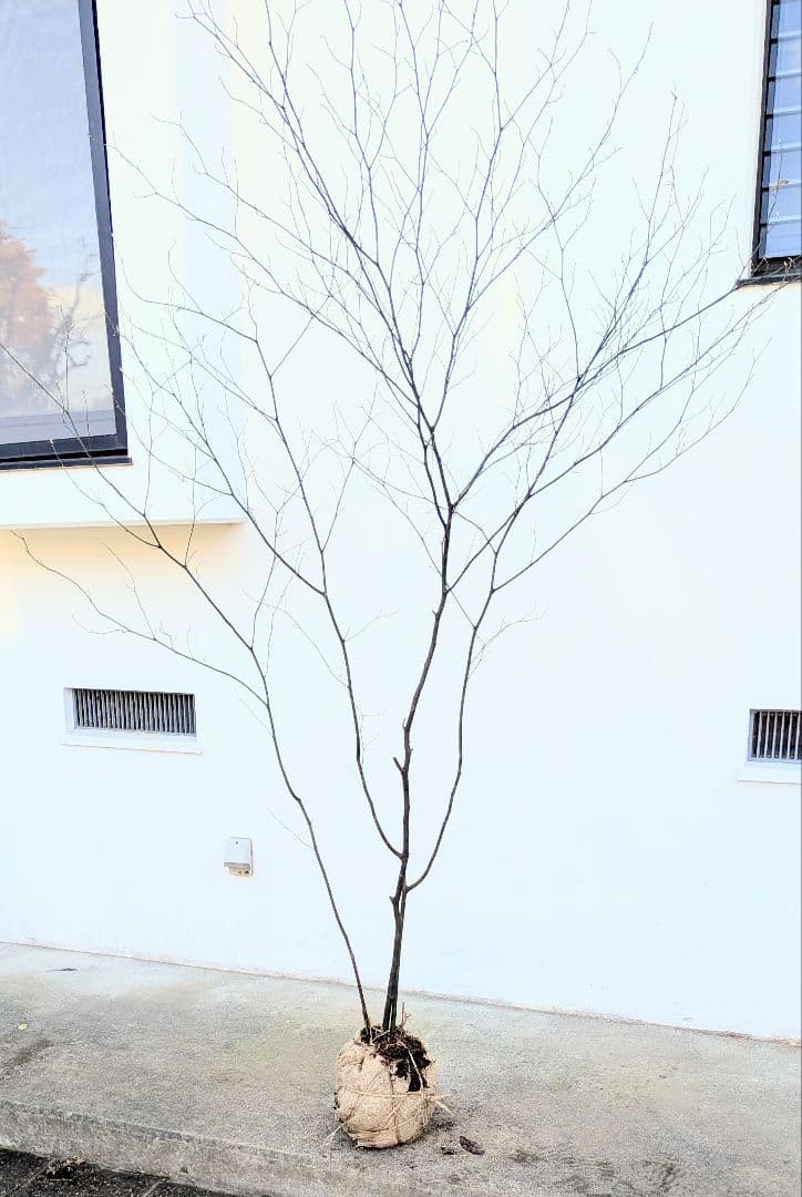 特大株。山採りクロモジ。