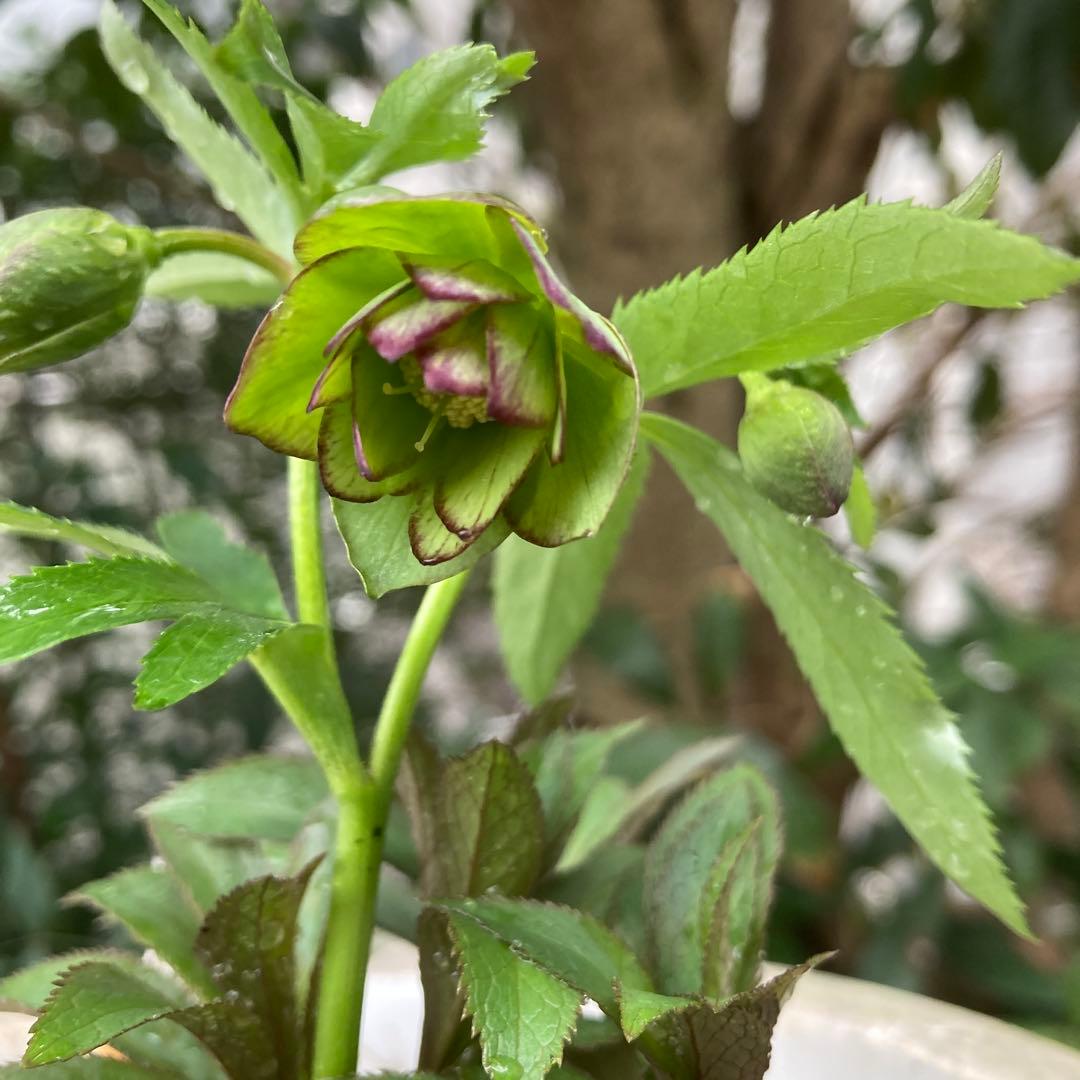 クリスマスローズ　極小輪　緑Wピコティ　株分け前提