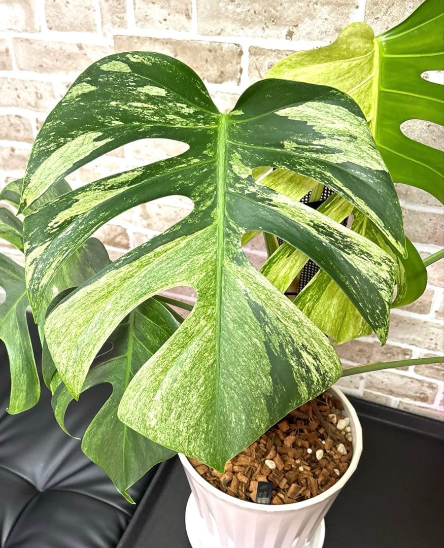 モンステラ　ボルシギアナ　ミント　ハーフムーン　 A1