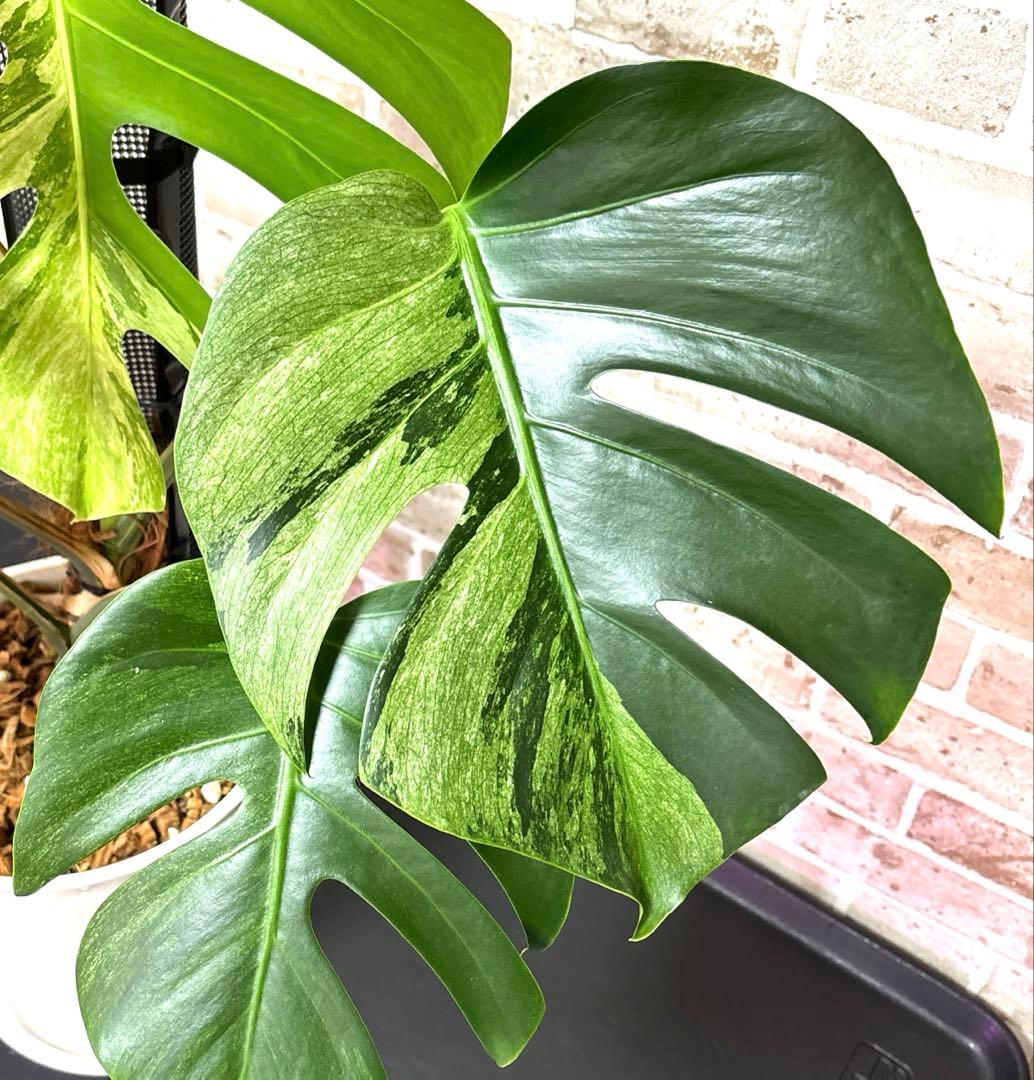 モンステラ　ボルシギアナ　ミント　ハーフムーン　 A1