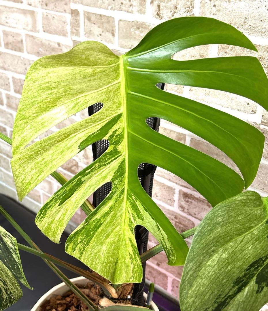 モンステラ　ボルシギアナ　ミント　ハーフムーン　 A1