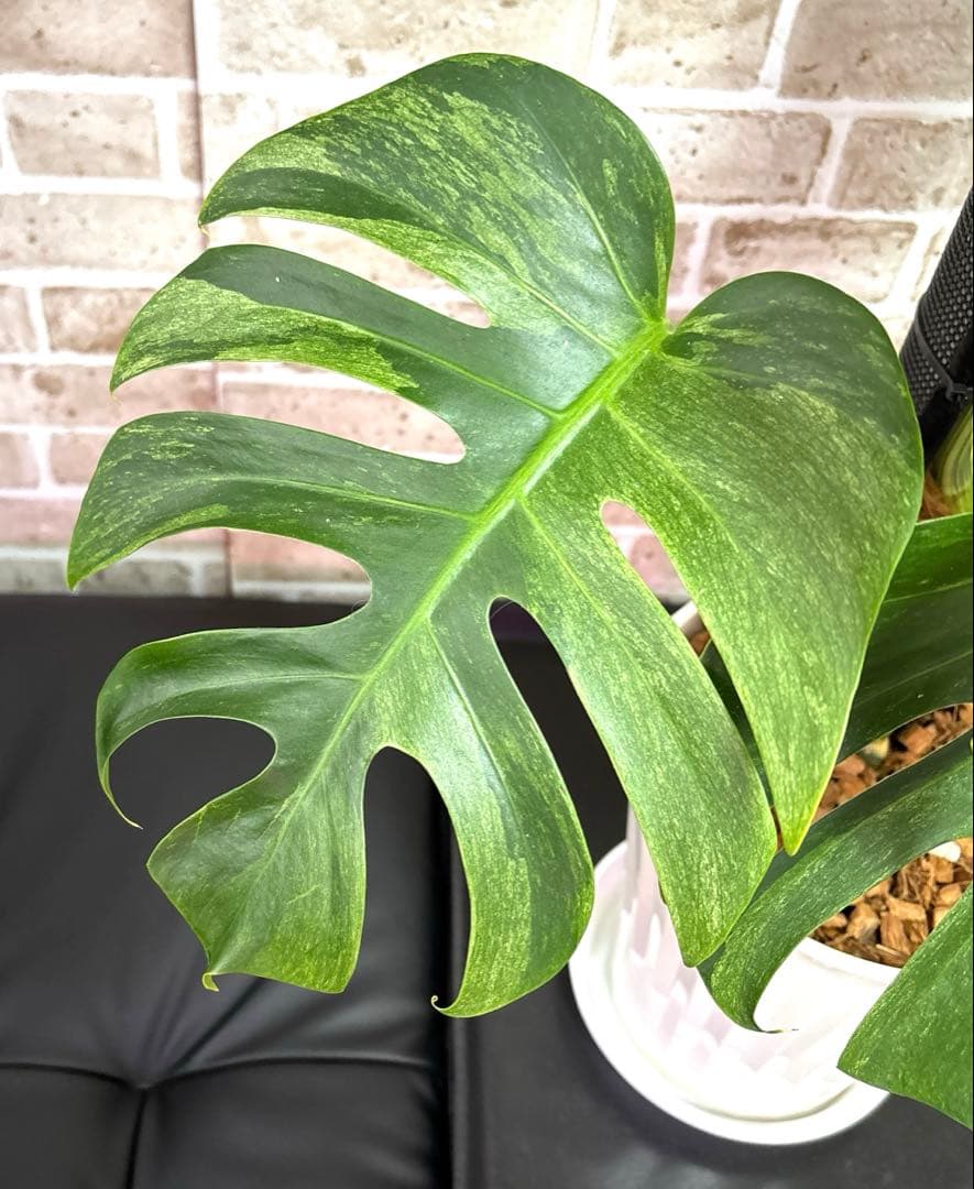 モンステラ　ボルシギアナ　ミント　ハーフムーン　 A1