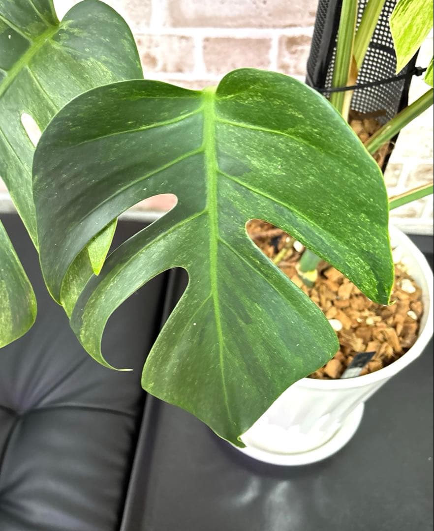 モンステラ　ボルシギアナ　ミント　ハーフムーン　 A1