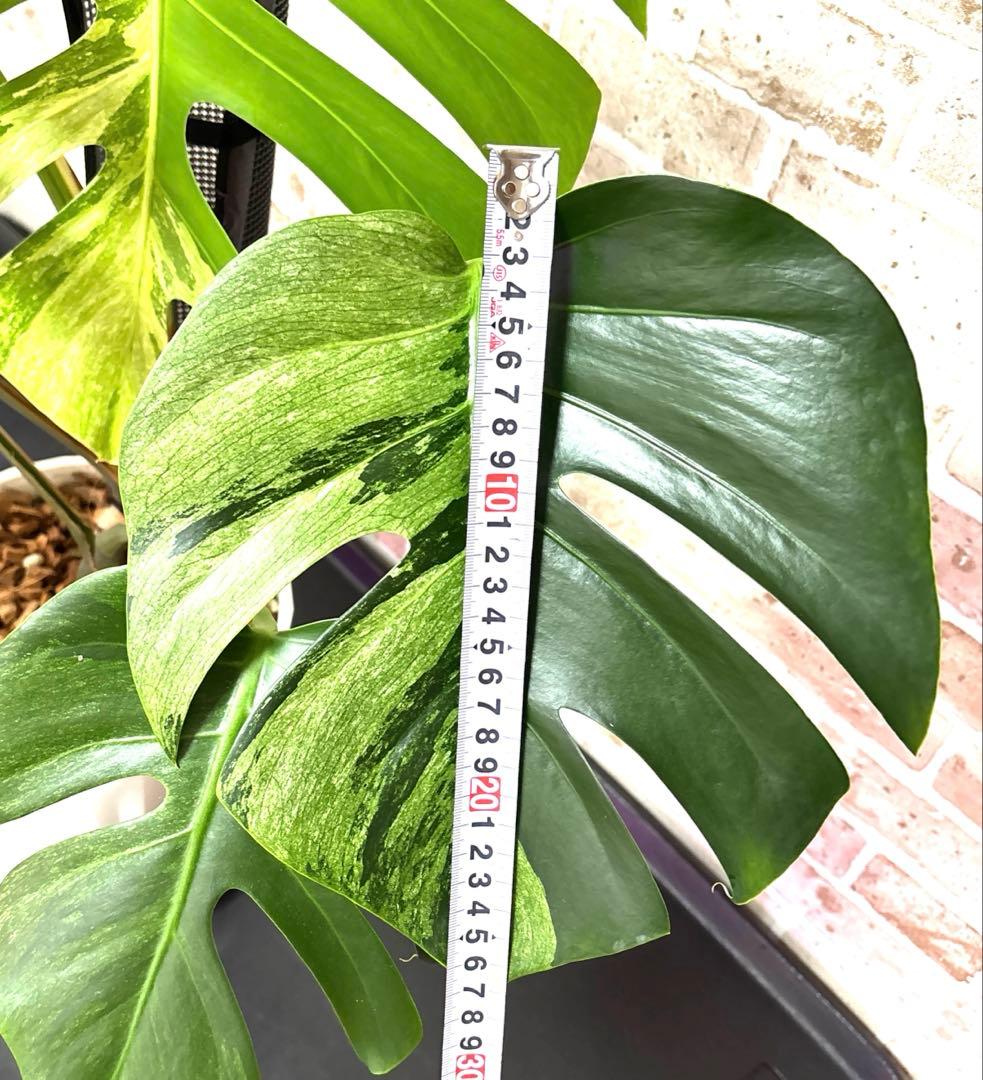 モンステラ　ボルシギアナ　ミント　ハーフムーン　 A1