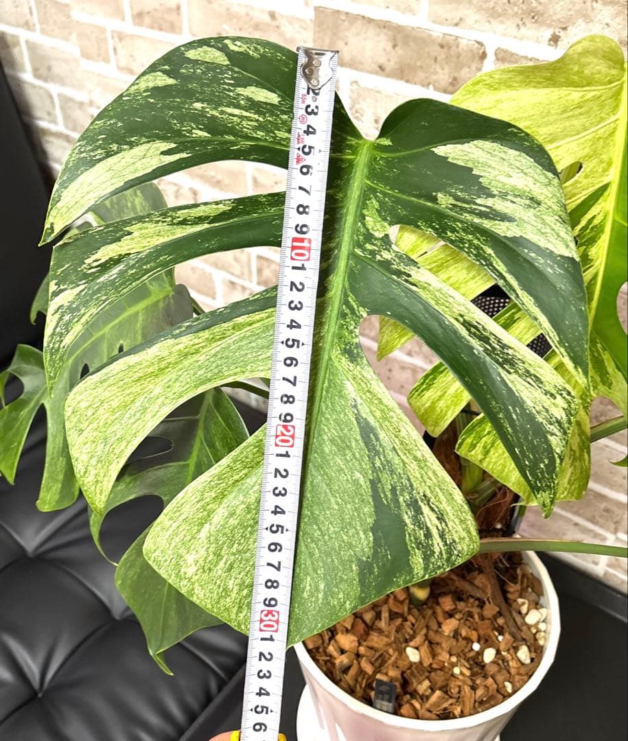 モンステラ　ボルシギアナ　ミント　ハーフムーン　 A1