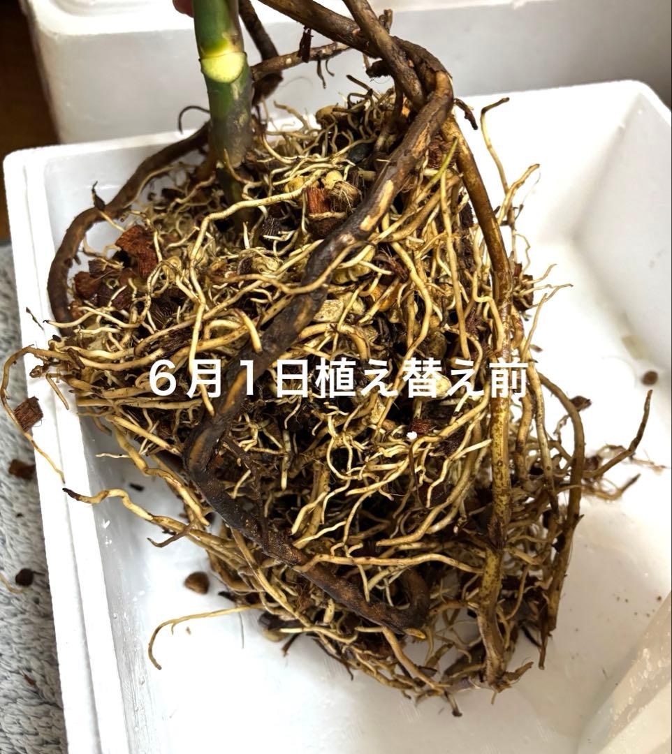 モンステラ　ボルシギアナ　ミント　ハーフムーン　 A1