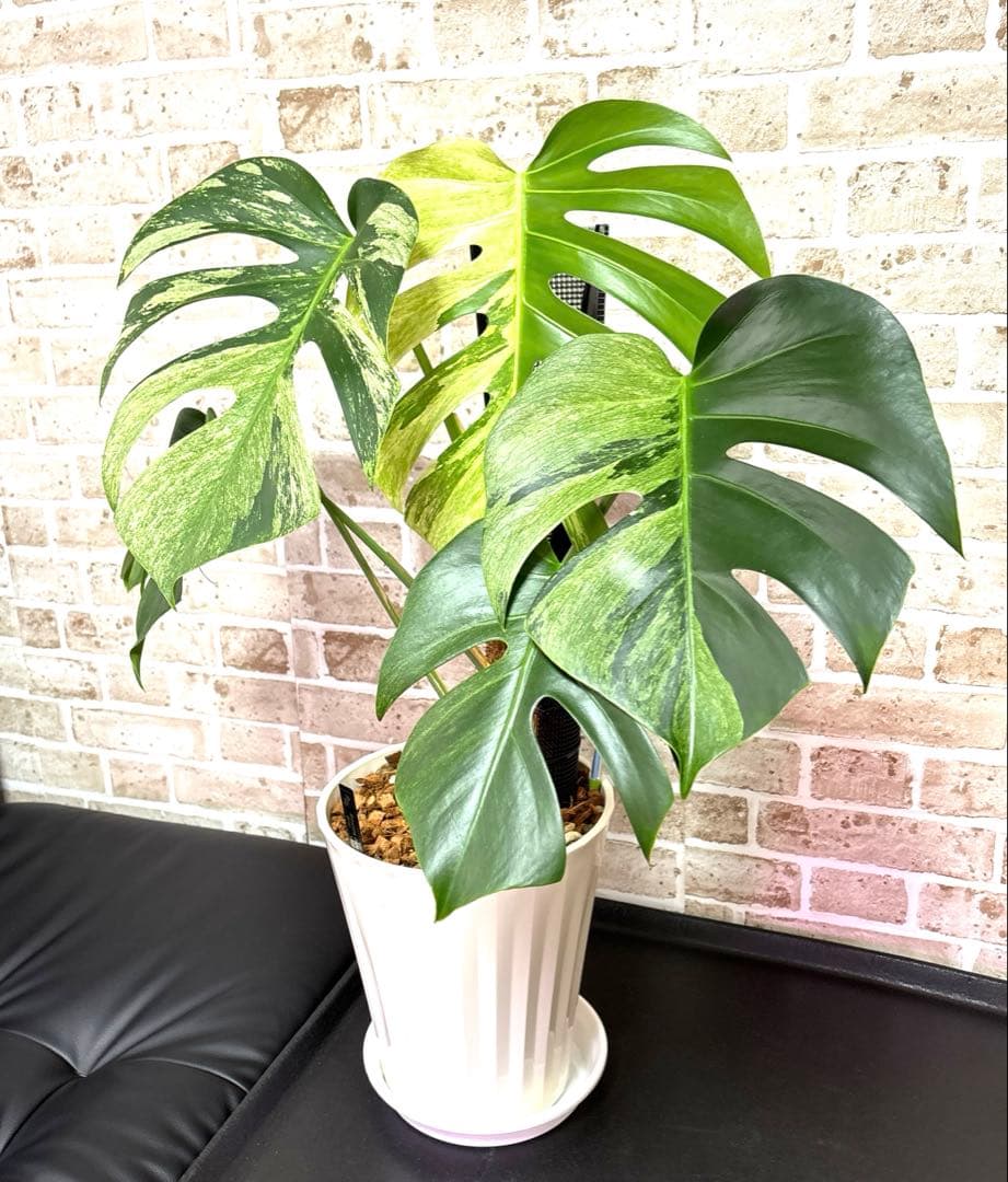 モンステラ　ボルシギアナ　ミント　ハーフムーン　 A1