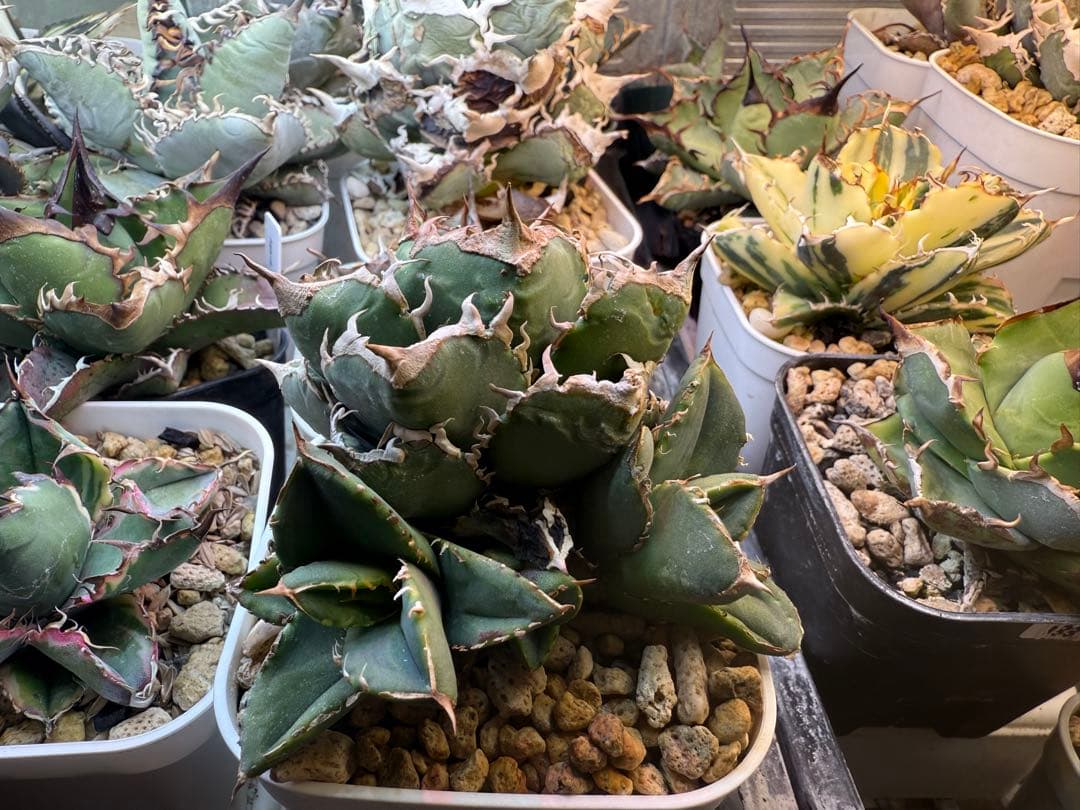 -育成株-清櫻 Seoセオ　アガベ　オテロイ　チタノタ