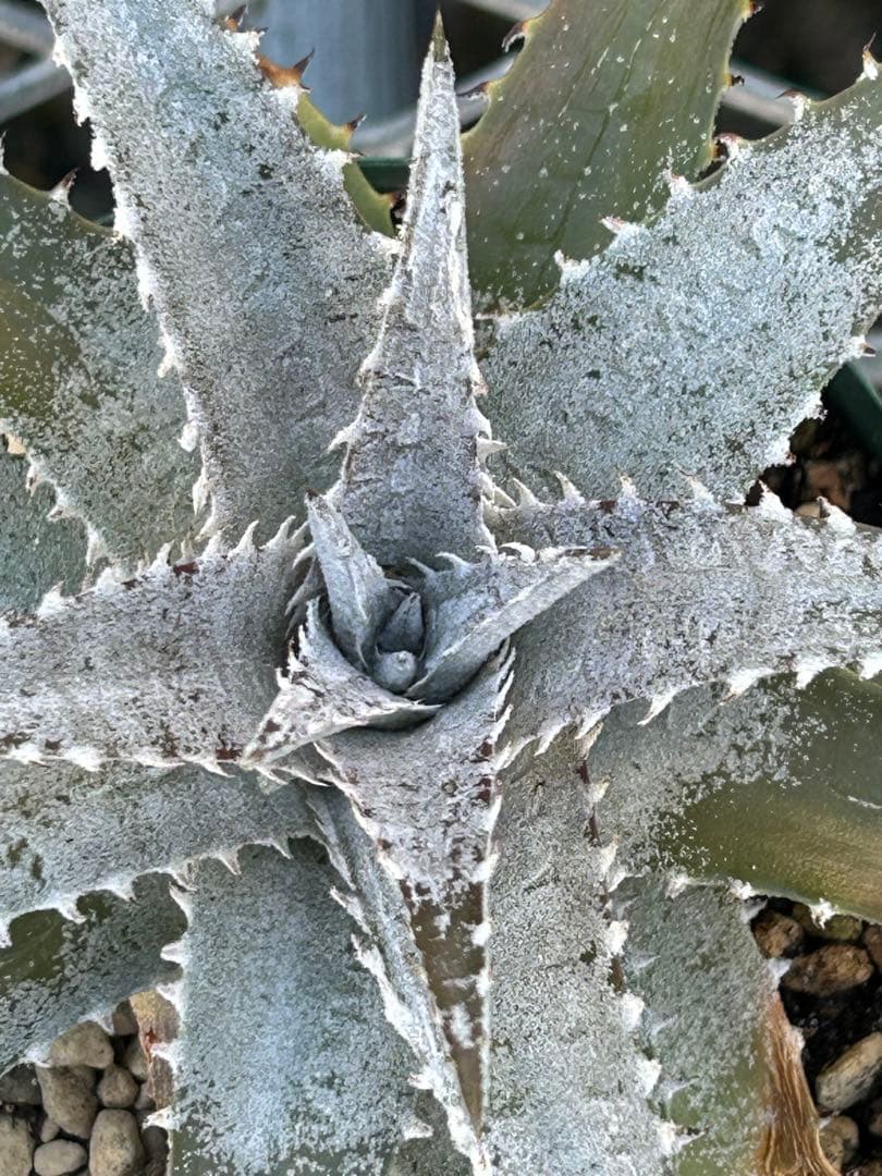 DBディッキア Dyckia Bill Baker hybrid #133