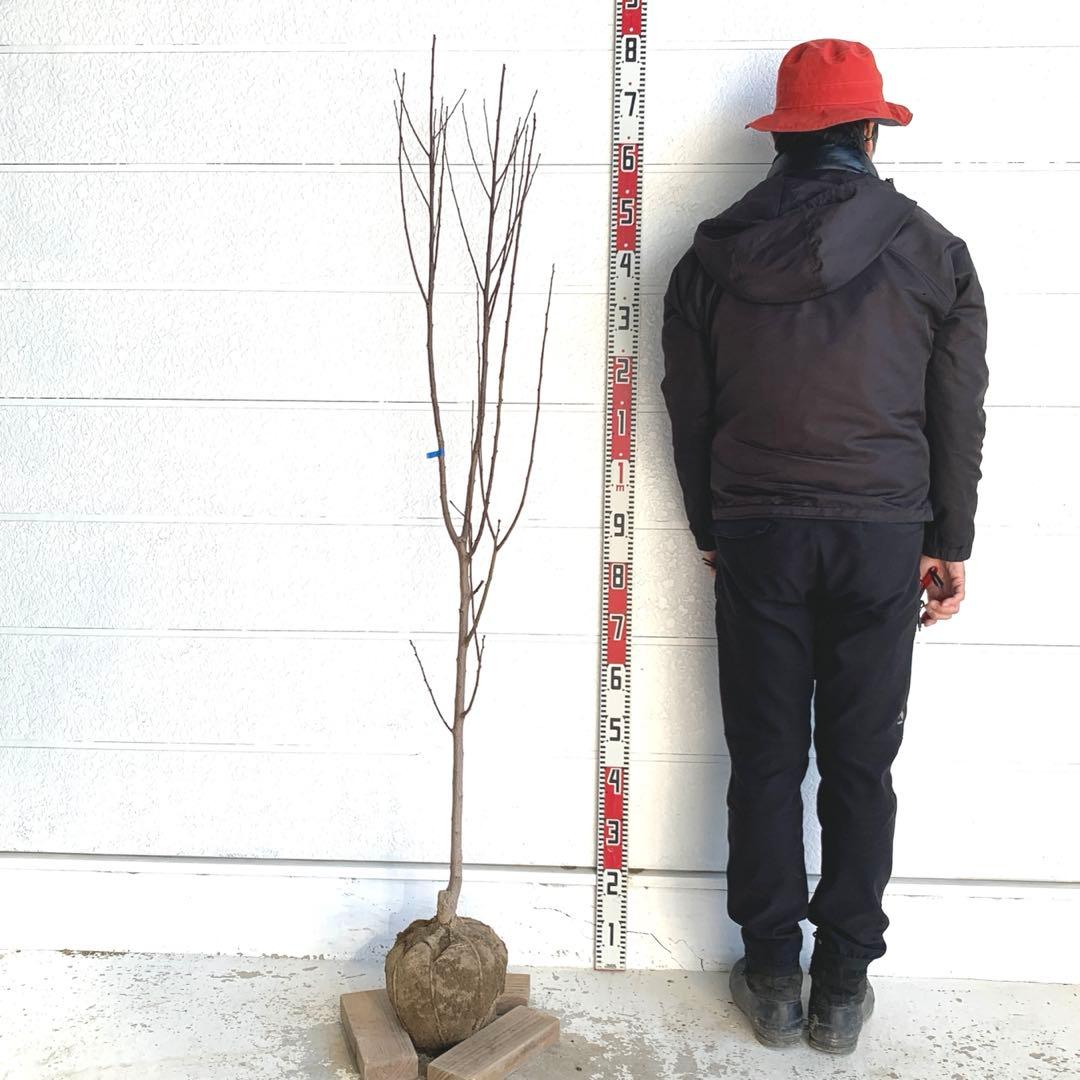 朝倉山椒　アサクラサンショウ　山椒の実　落葉樹　43