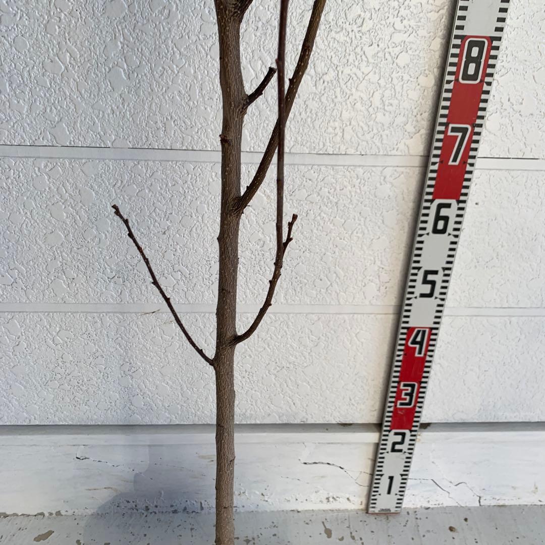 朝倉山椒　アサクラサンショウ　山椒の実　落葉樹　43