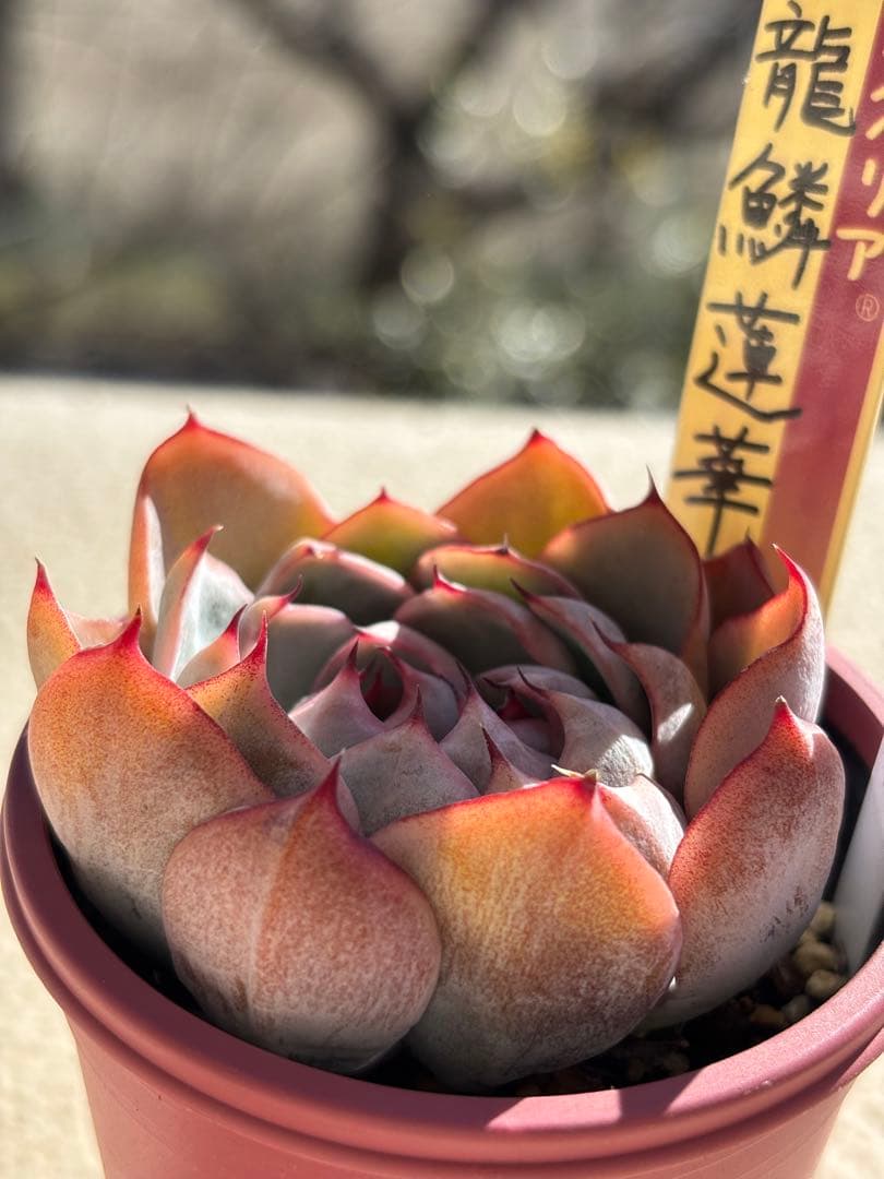 多肉　龍鱗蓮華ミックスベリア　おらいさん苗　検) 青札　ざわわ