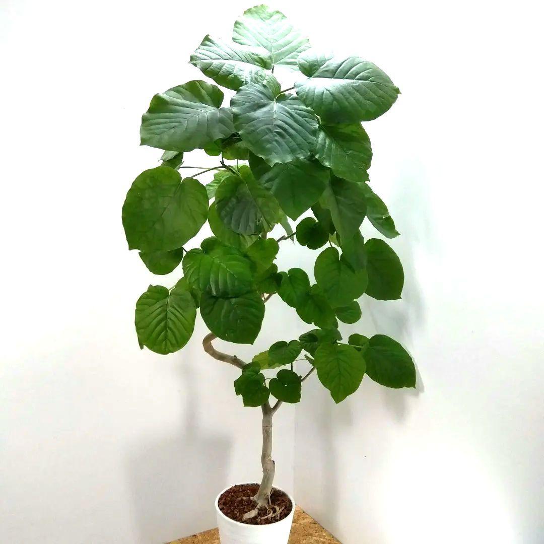 シ*ラ様 フィカス　 ウンベラータ ❗️綺麗な曲がり❗ 140cm‼️7号セラア