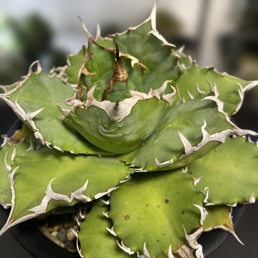 アガベ　チタノタ　オテロイ　親株　ラウンド