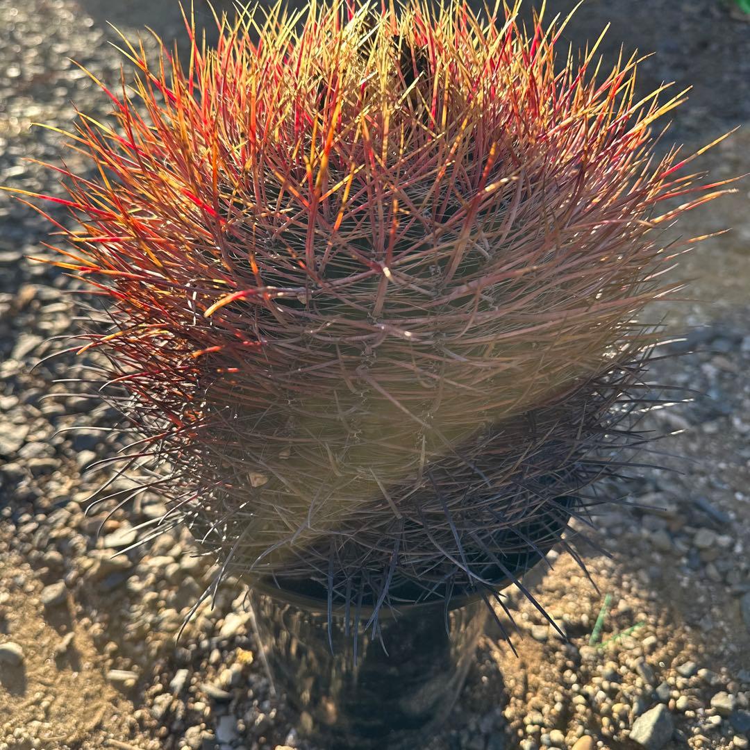 Wasabby様 リクエスト 2点 まとめ商品