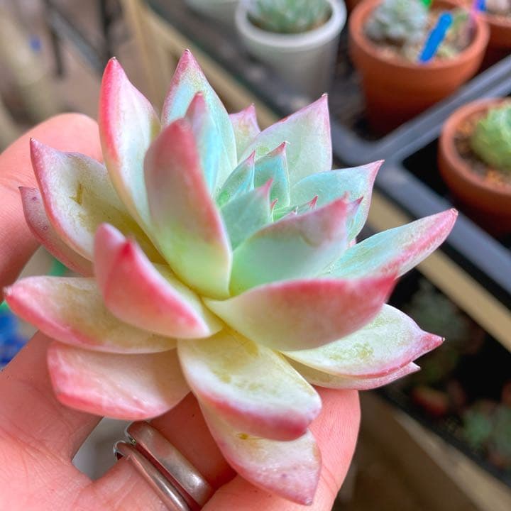 超美苗ブルーバード