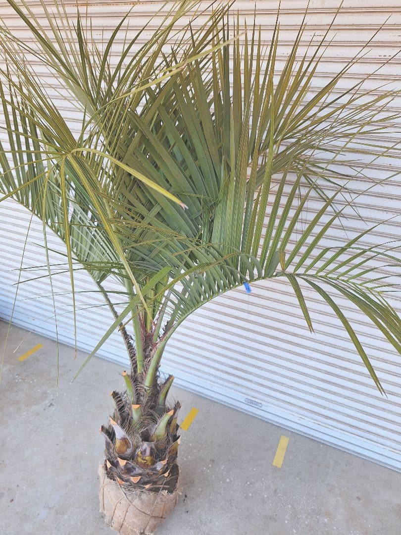 【panda92商品】ココスヤシ　(302) シルバーリーフ　極太幹