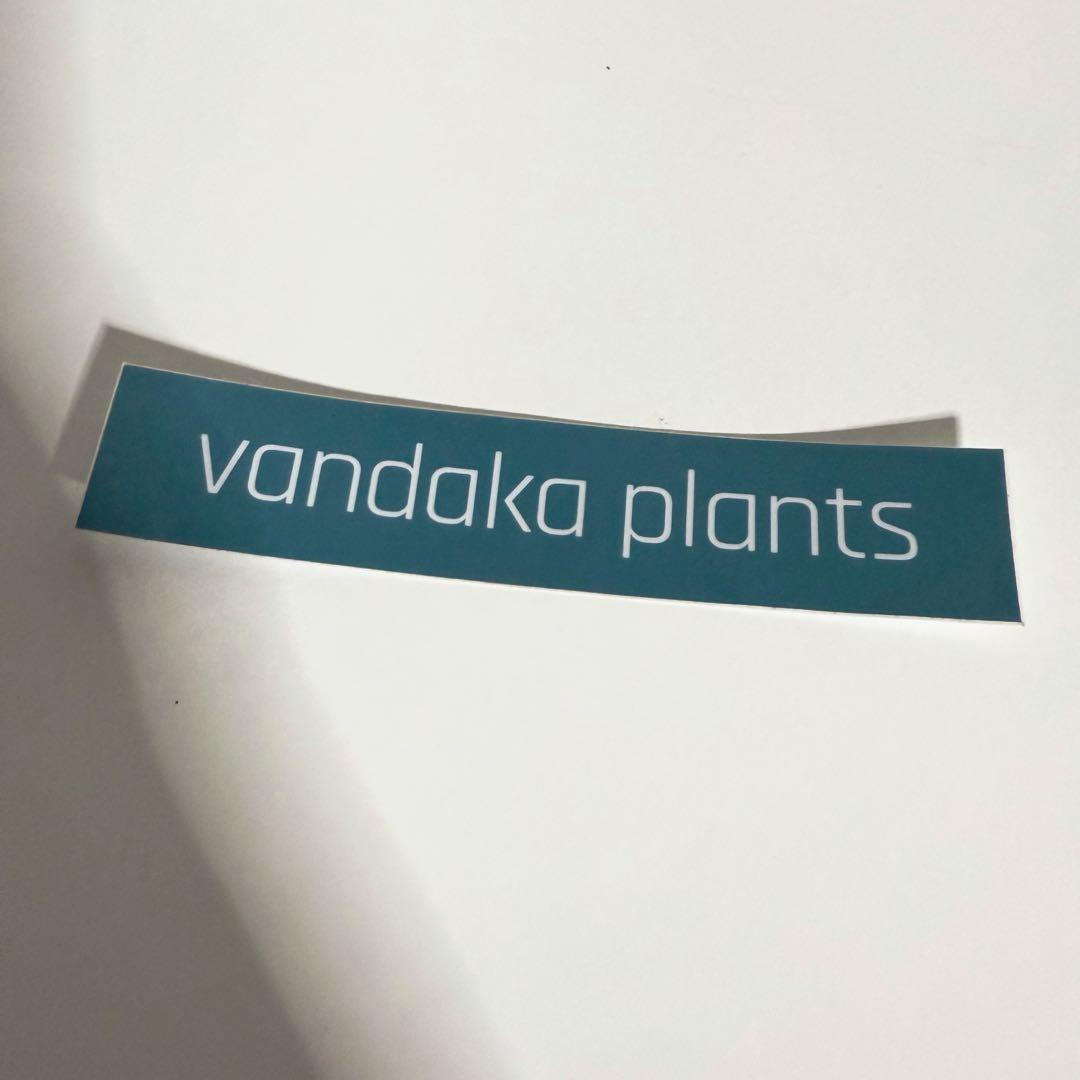 ビカクシダ vandaka plants Celso' Tatsuta OC