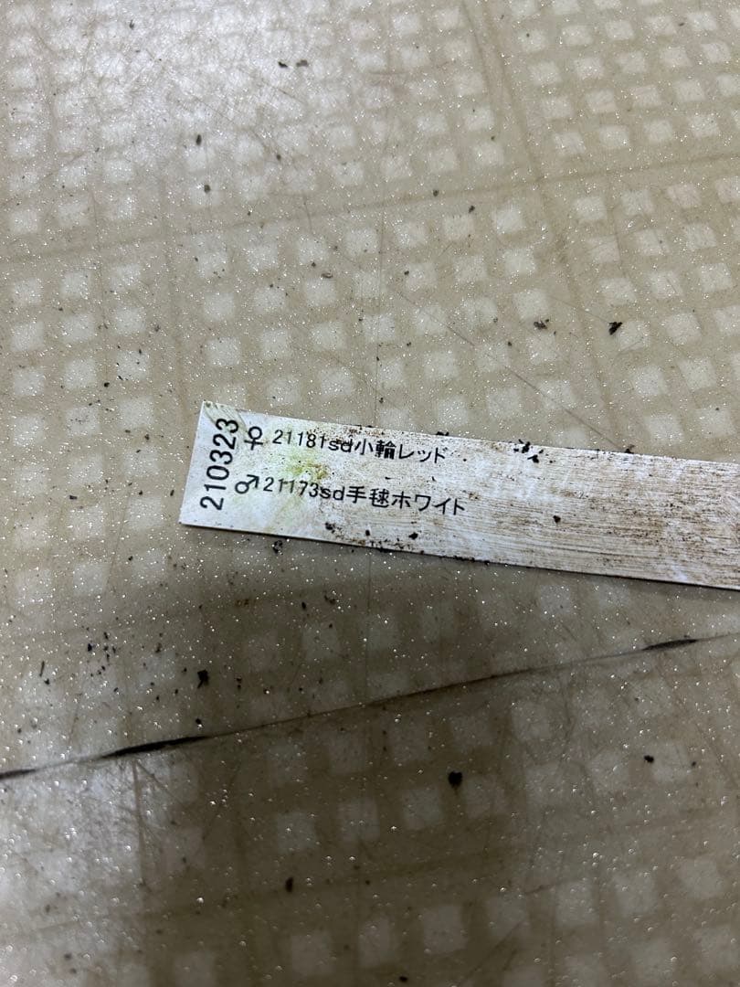 手毬ホワイト交配 加藤農園 クリスマスローズ 同梱可能