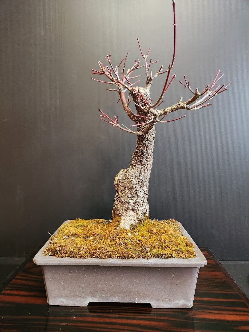 【23日迄】荒皮紅葉 荒皮もみじ 荒皮紅葉盆栽 もみじ盆栽 楓 カエデ
