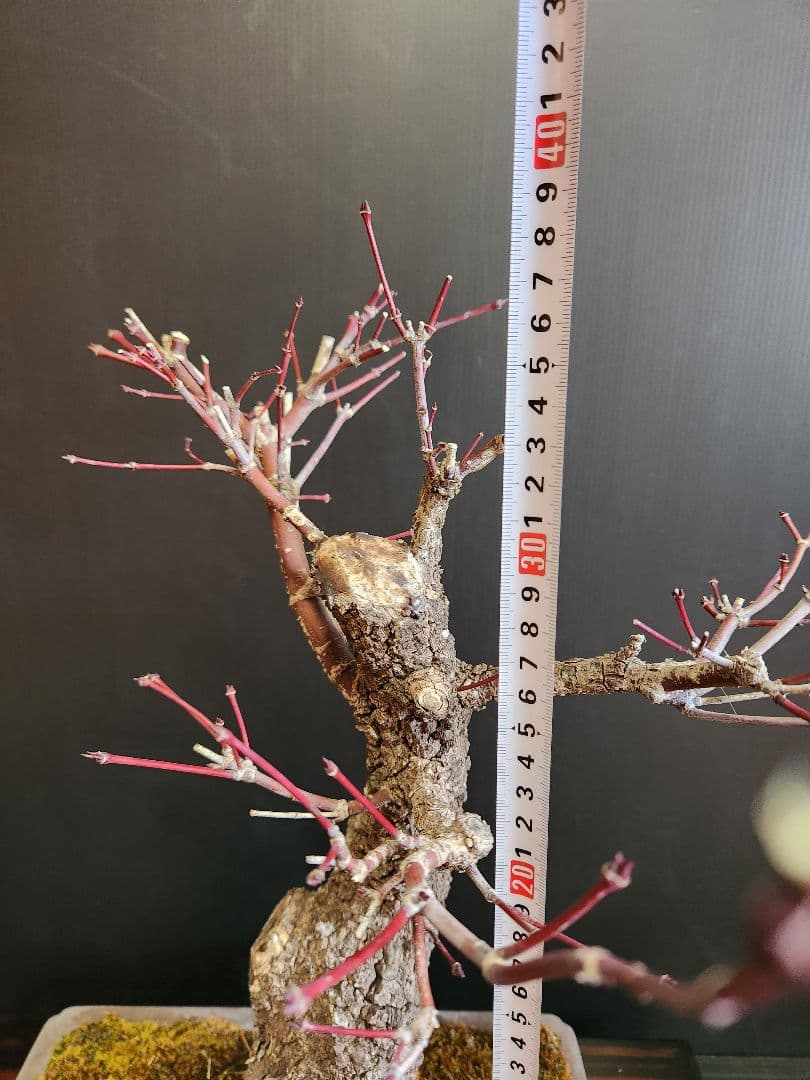 【23日迄】荒皮紅葉 荒皮もみじ 荒皮紅葉盆栽 もみじ盆栽 楓 カエデ