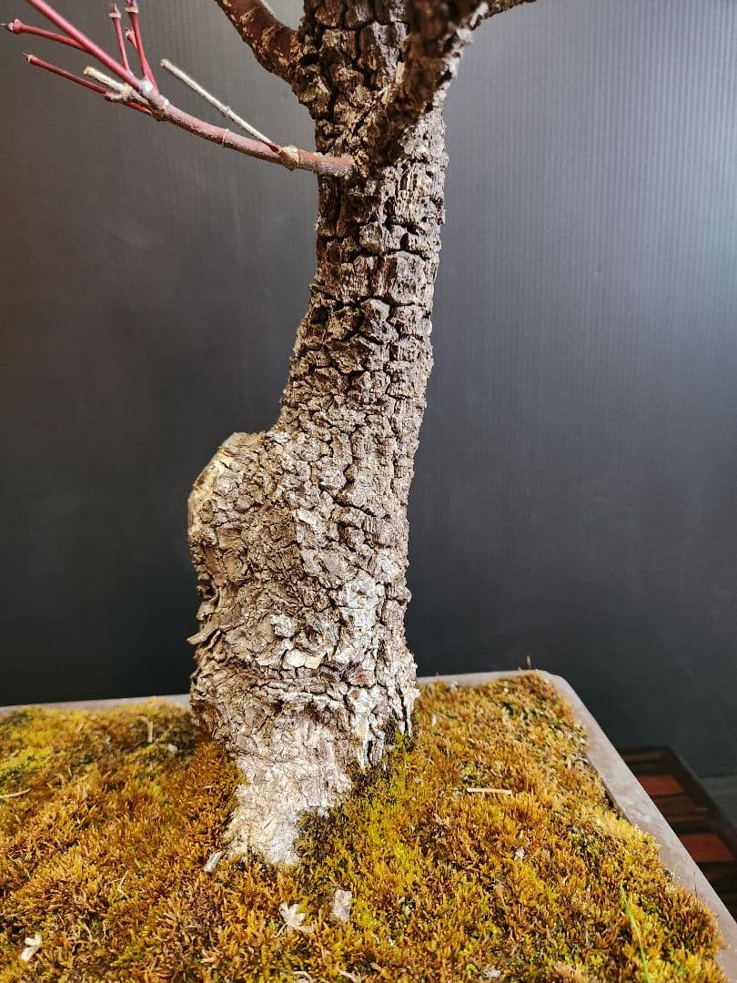 【23日迄】荒皮紅葉 荒皮もみじ 荒皮紅葉盆栽 もみじ盆栽 楓 カエデ