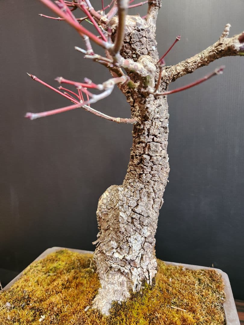【23日迄】荒皮紅葉 荒皮もみじ 荒皮紅葉盆栽 もみじ盆栽 楓 カエデ