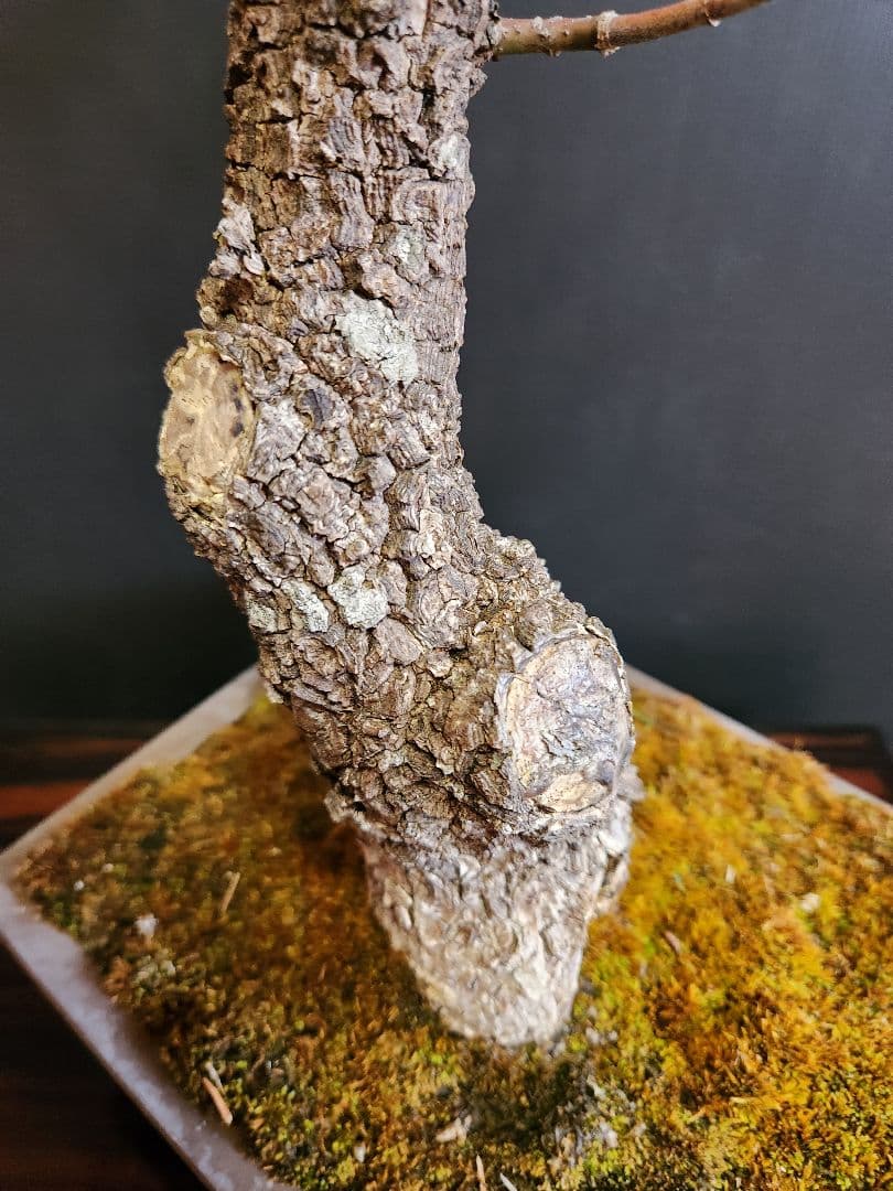 【23日迄】荒皮紅葉 荒皮もみじ 荒皮紅葉盆栽 もみじ盆栽 楓 カエデ