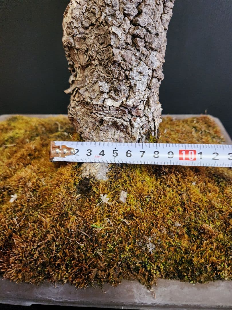 【23日迄】荒皮紅葉 荒皮もみじ 荒皮紅葉盆栽 もみじ盆栽 楓 カエデ