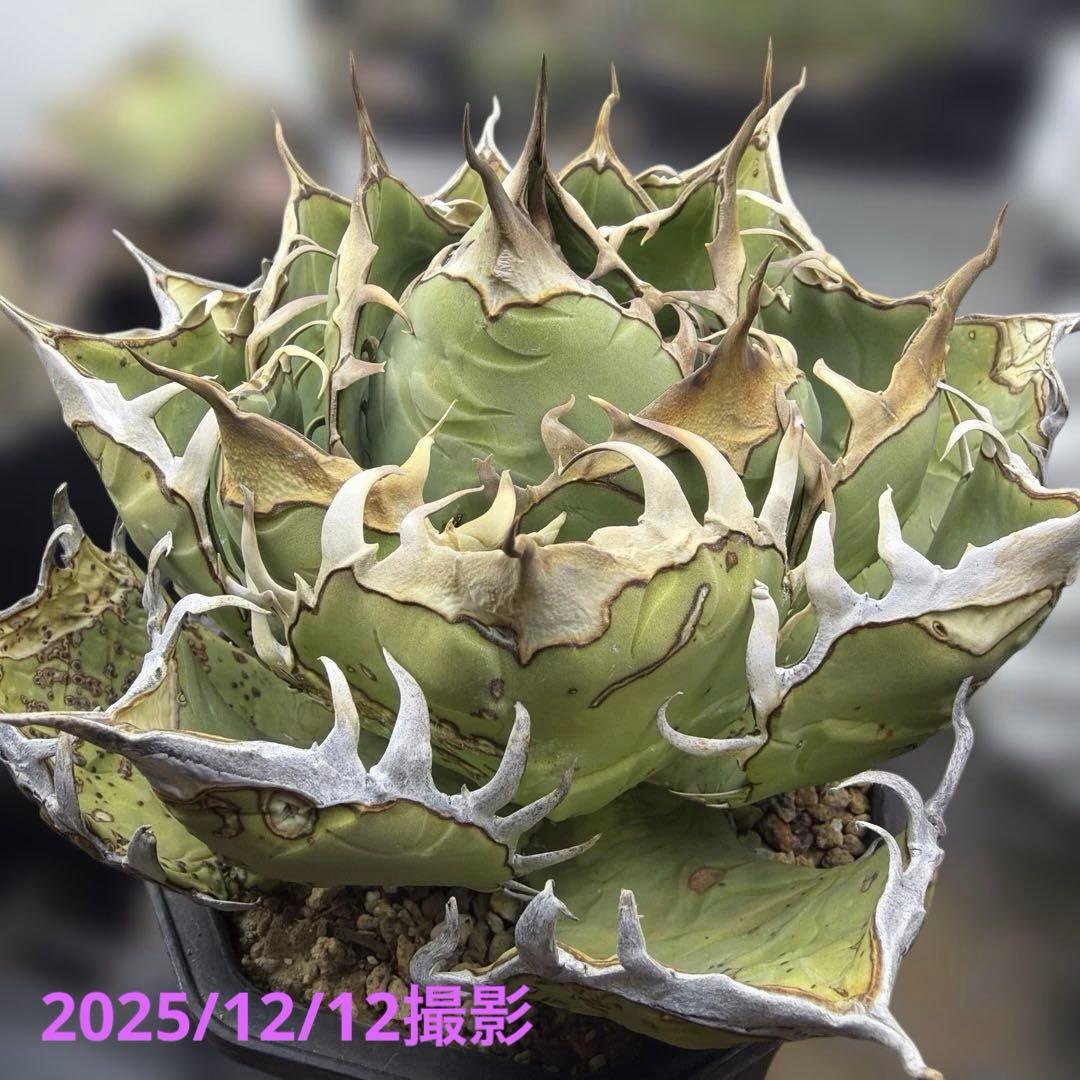 アガベ　オアハカ　現地球　活着済み　オテロイ　チタノタ