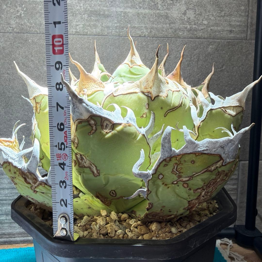 アガベ　オアハカ　現地球　活着済み　オテロイ　チタノタ