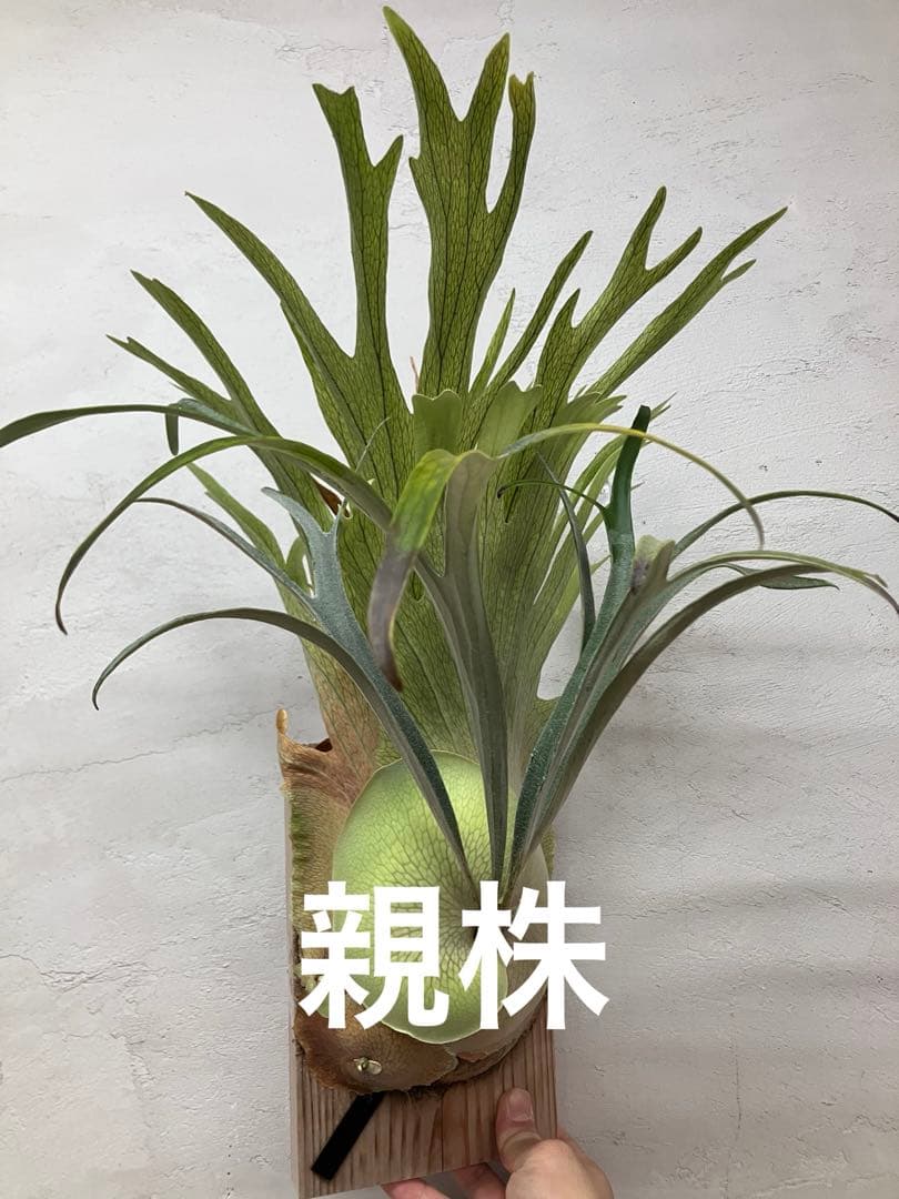 ビカクシダ　キヨヒメ　トキントキン　清姫　kiyohime 子株　コルク付け