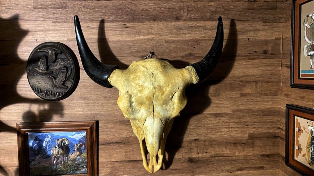 バイソン　ハンティングトロフィー　剥製　標本　頭骨