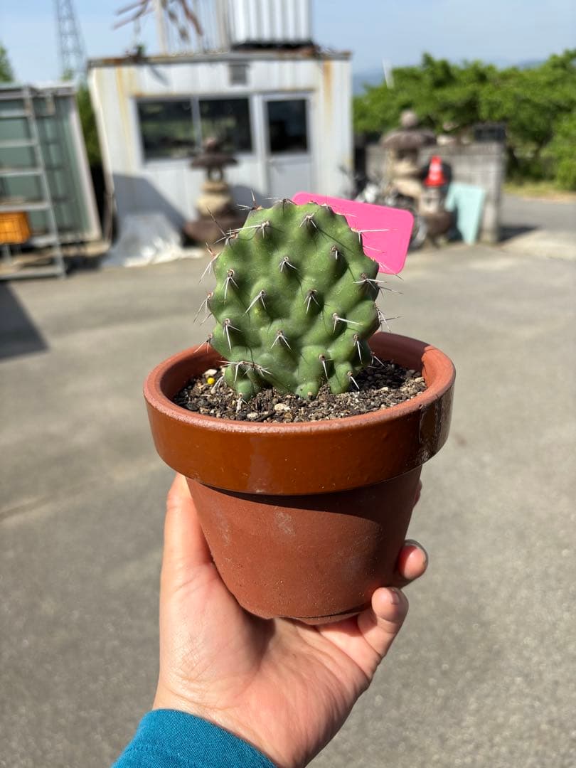 【珍品】多肉植物 硫黄団扇 赤い妖