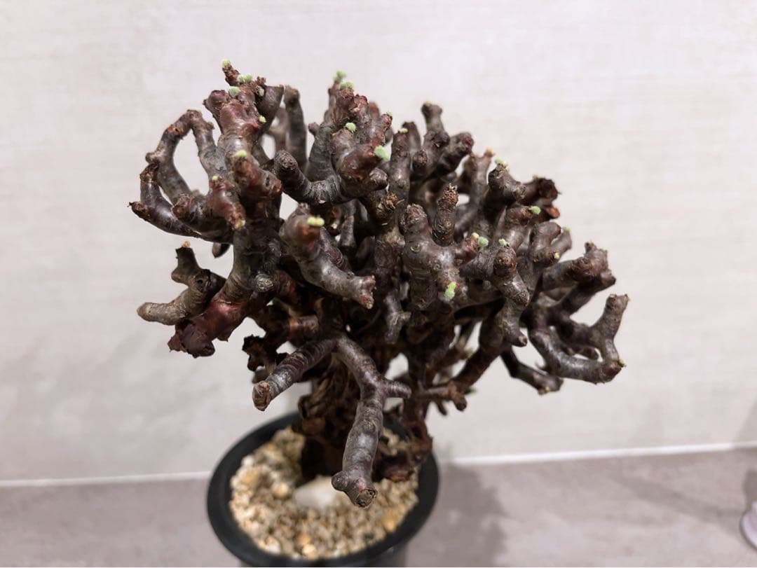 《期間限定販売❗️》『ペラルゴニウム　ミラビレ③』現地球　発根済み極美大株