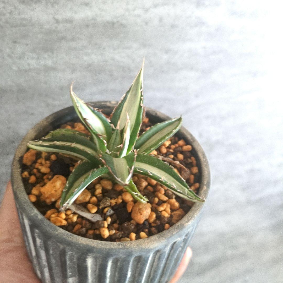 アガベ　ホリダ　中白斑　チタノタ　アガベホリダ　ホリダ錦　極上株