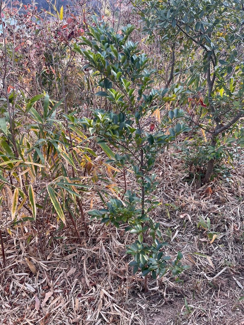 現品　ヒサカキ　ビシャコ　姫榊　特大苗　1.6mほど　山採り