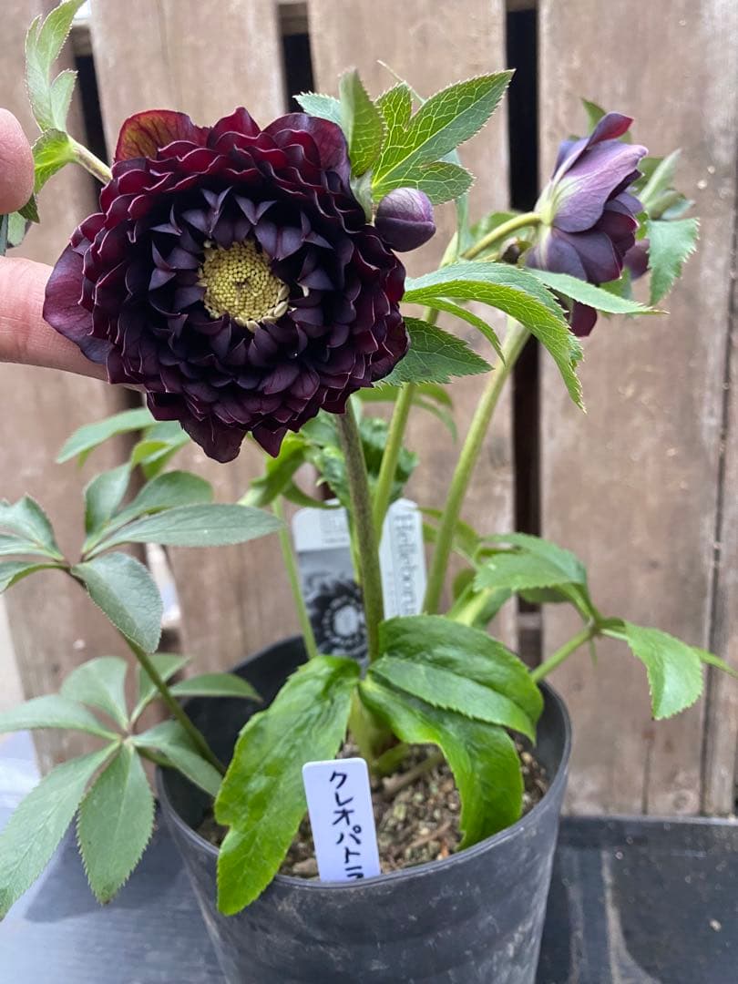 クレオパトラ　超多弁　広瀬園芸