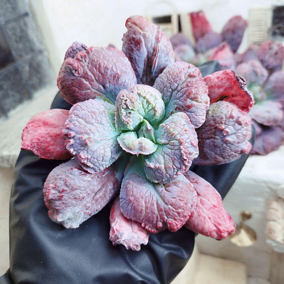 エンタ◎多肉植物 カット苗 輸入苗 エケベリア等