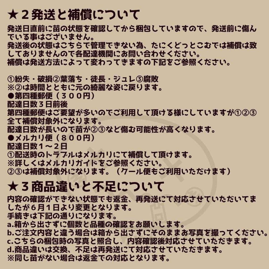 エンタ◎多肉植物 カット苗 輸入苗 エケベリア等