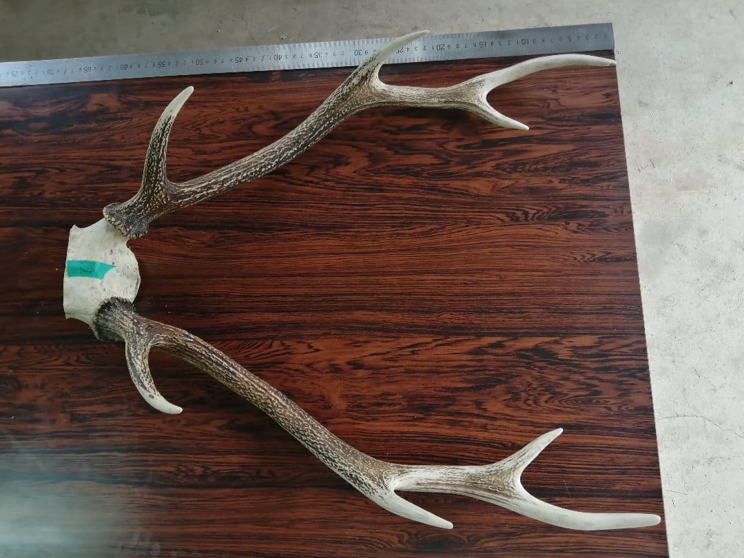 12　ニホンジカ　角　55cm 幅50cm