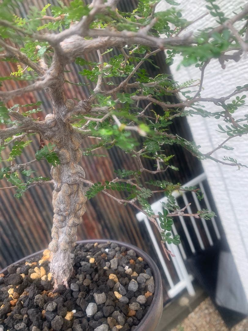 オペルクリカリア　パキプス　9年目の実生株 陶器鉢付き