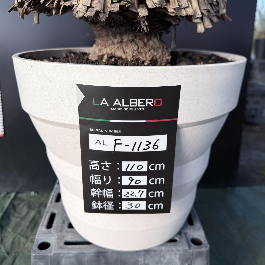 【AL F-1136】ユッカ　ロストラータ　美形　超超極太個体　シルバーブルー