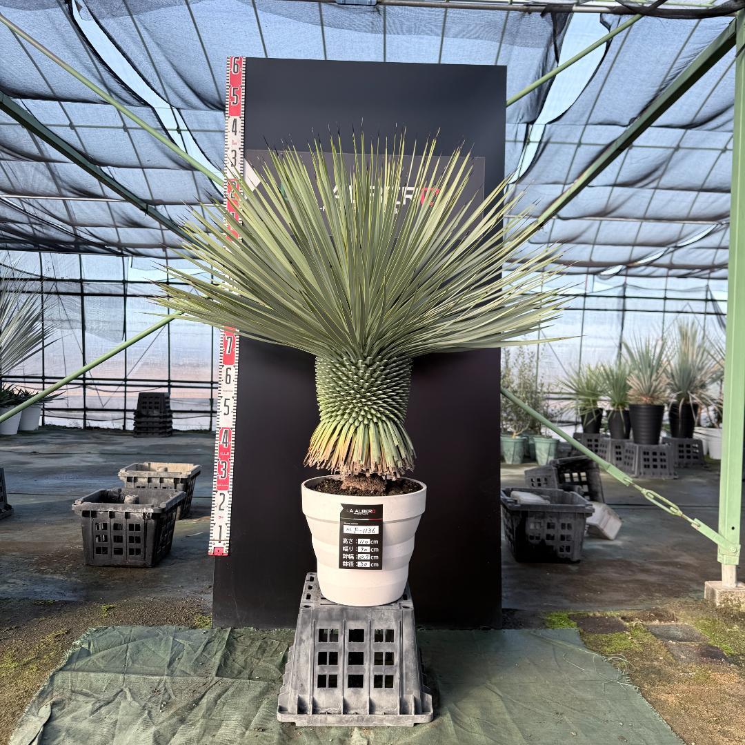 【AL F-1136】ユッカ　ロストラータ　美形　超超極太個体　シルバーブルー